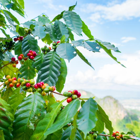 Beautiful coffee plant growing in the mountains