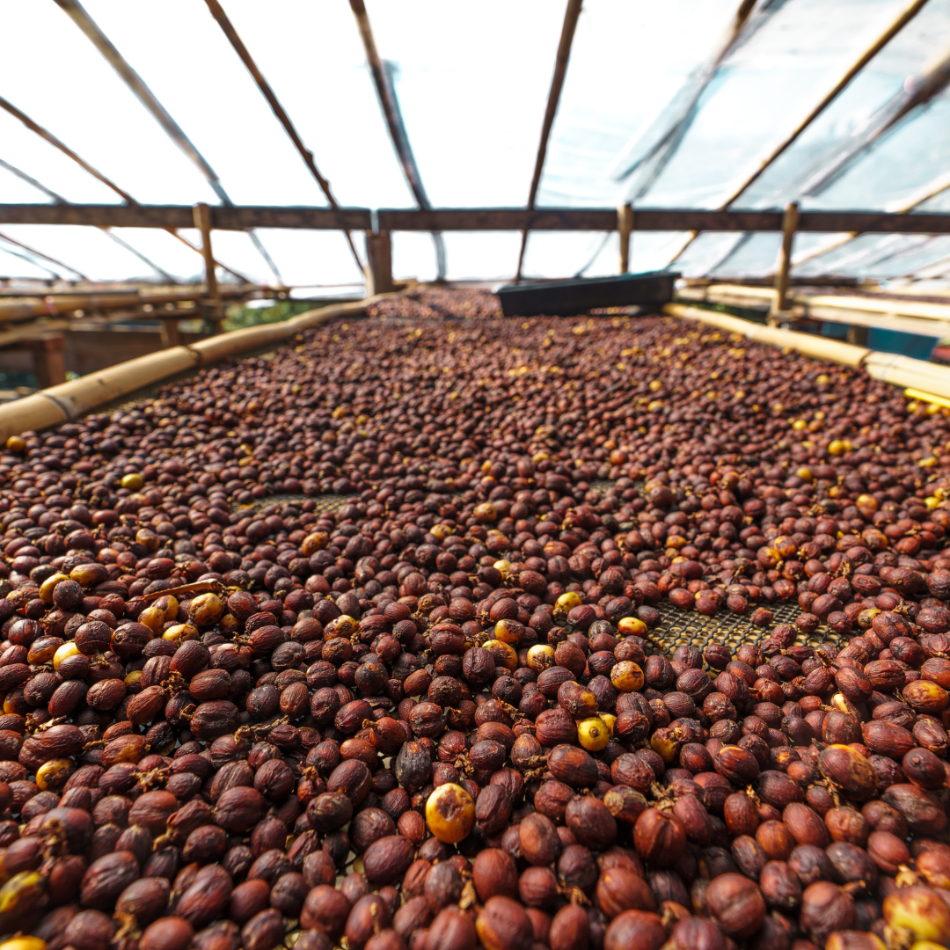 Coffee cherry drying