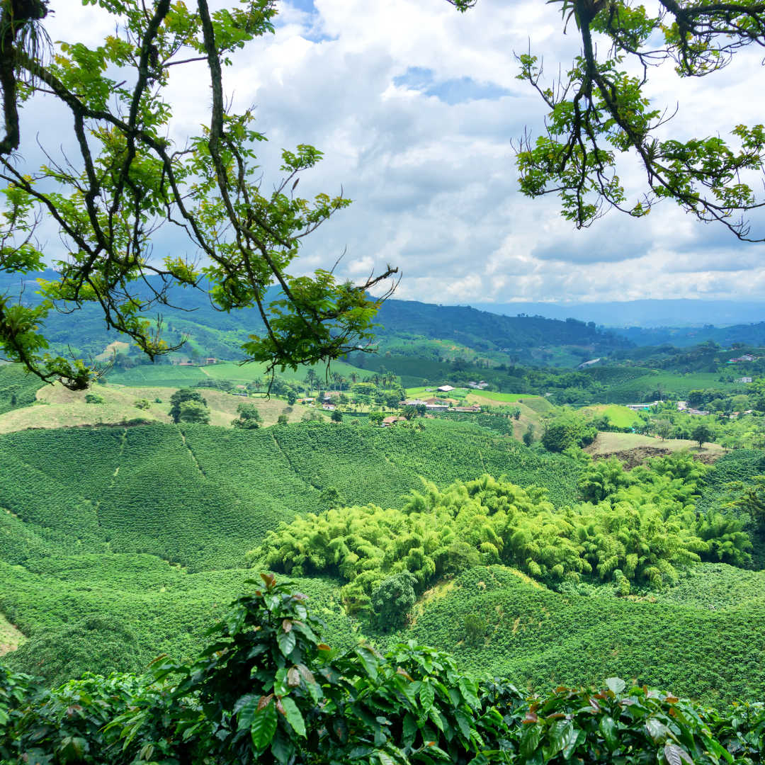 Colombian coffee farm